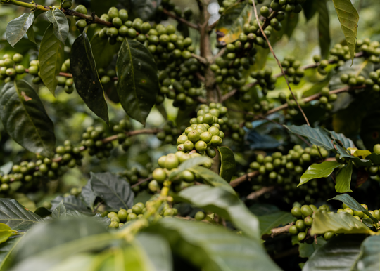 Yirgacheffe Halo Beriti Grade 1 Washed