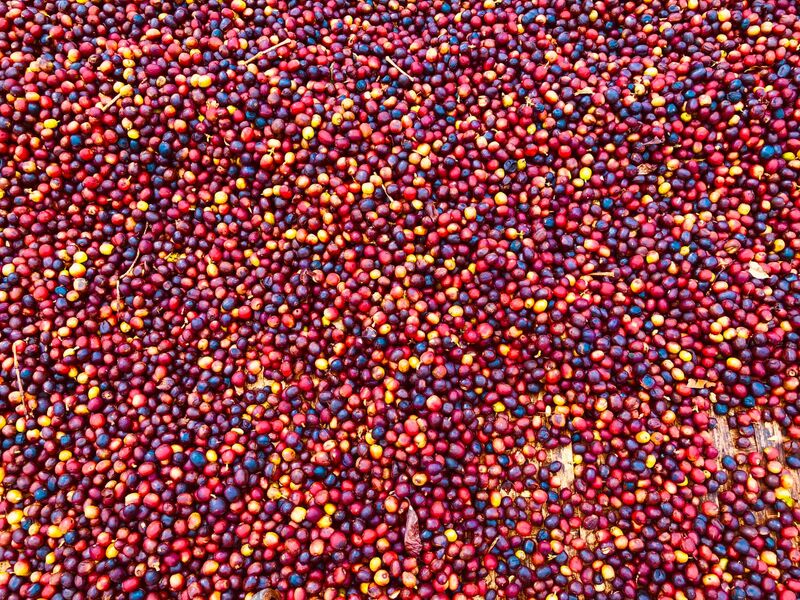 Ethiopian Yirgacheffe Konga Gr1 Natural Green Coffee Beans from Mercon Specialty