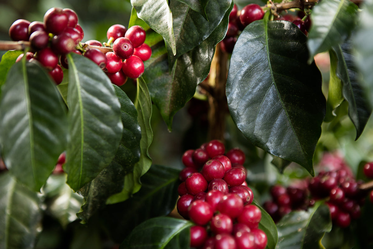 StoneX Specialty Coffee