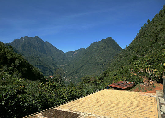 Finca Las Camelias HHT Washed ML