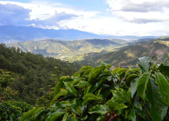 Finca Los Pinos HHT Washed ML