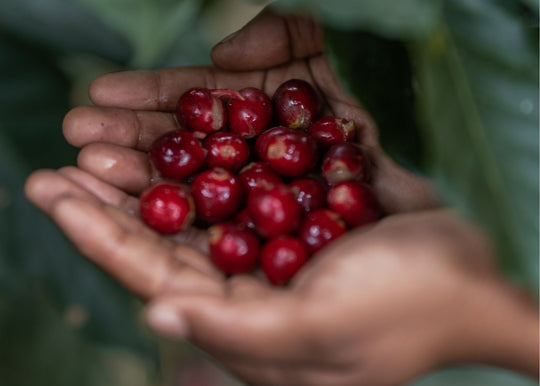 Huehuetenango Xuj Kape Women Produced
