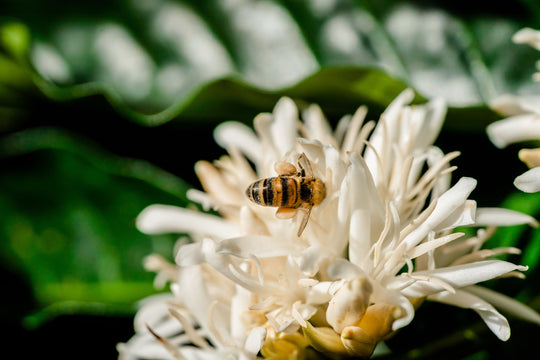 Robusta Finca Dolores Anaerobic Red Honey ML