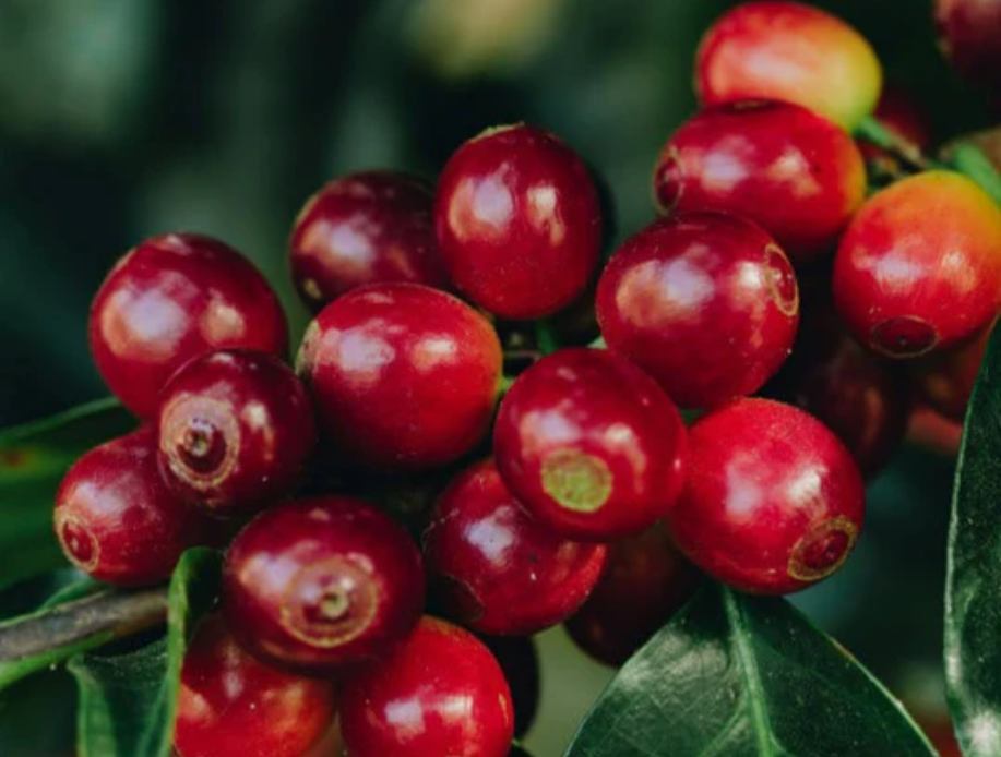 Guatemalan Ave de Paraiso SHB EP LIFT Green Coffee Beans from Mercon Specialty