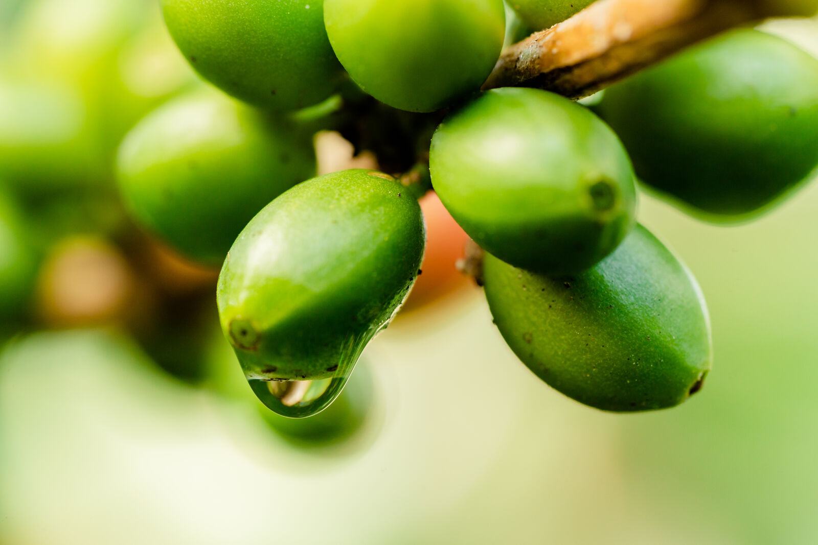 Guatemalan Finca El Molino Double Fermentation ML Green Coffee Beans from Mercon Specialty