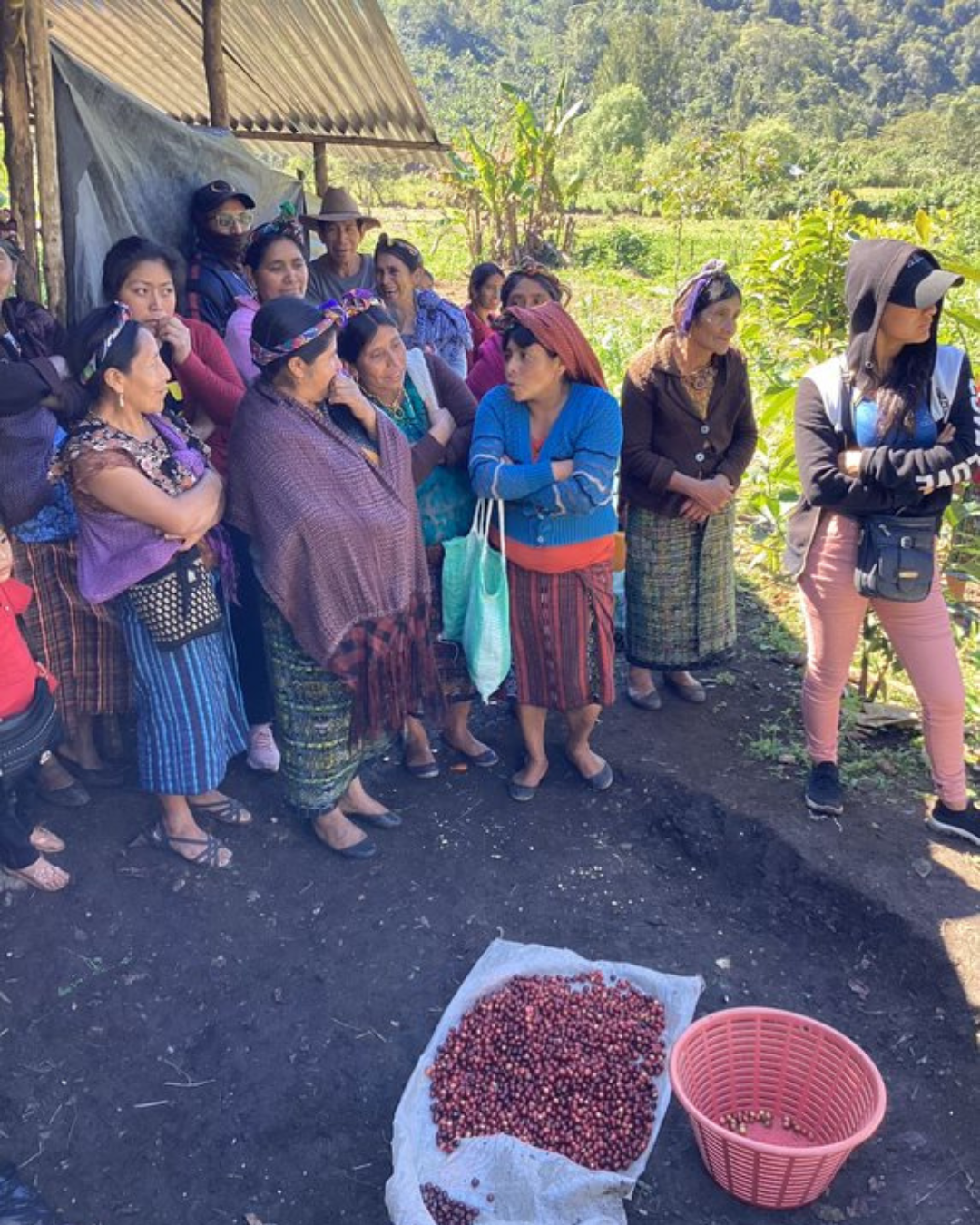 Guatemalan Huehuetenango Aldea Q’om Women’s Group LIFT Green Coffee Beans from Mercon Specialty