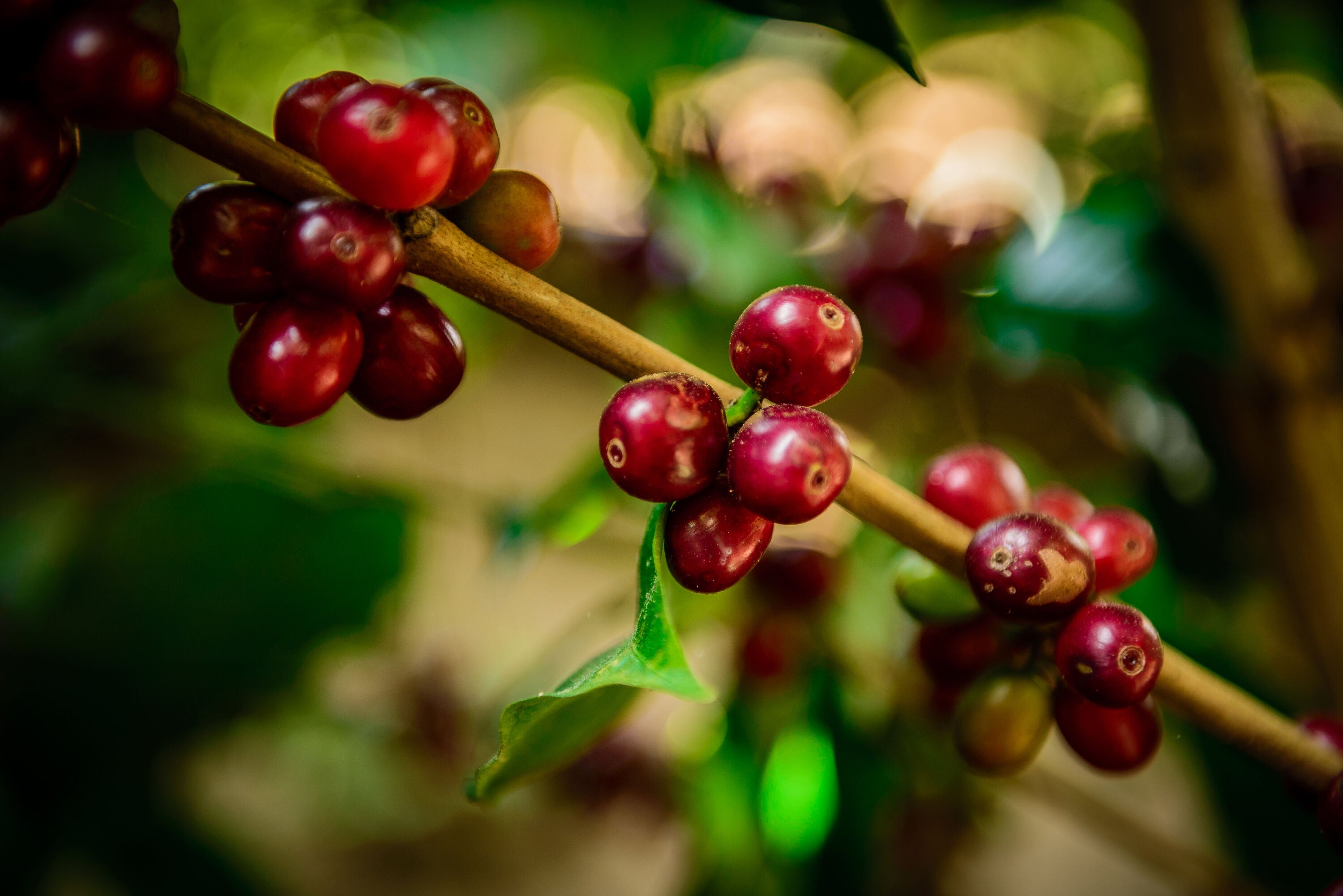 Guatemalan Oriente SHB EP Green Coffee Beans from Mercon Specialty