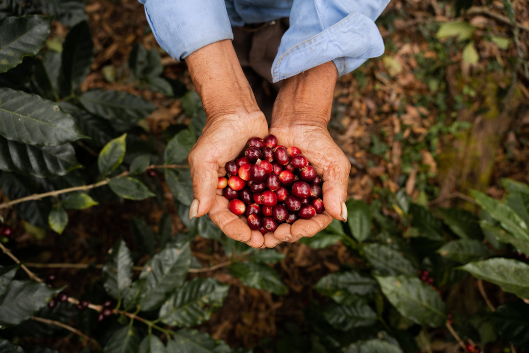 Honduran Fairtrade Organic SHG Green Coffee Beans from Mercon Specialty