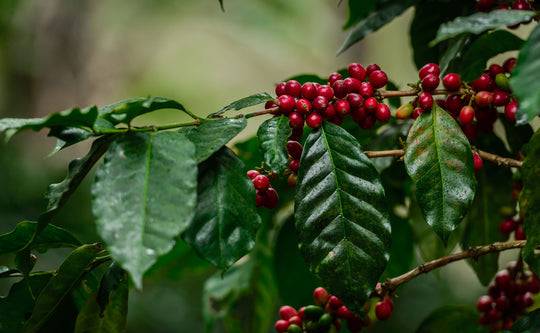 Bendición Natural ML