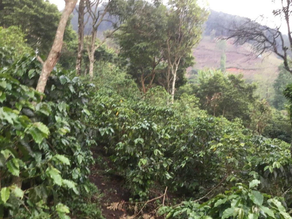 Honduran Finca Las Granadillas “Hernan Castro” Washed ML LIFT Green Coffee Beans from Mercon Specialty