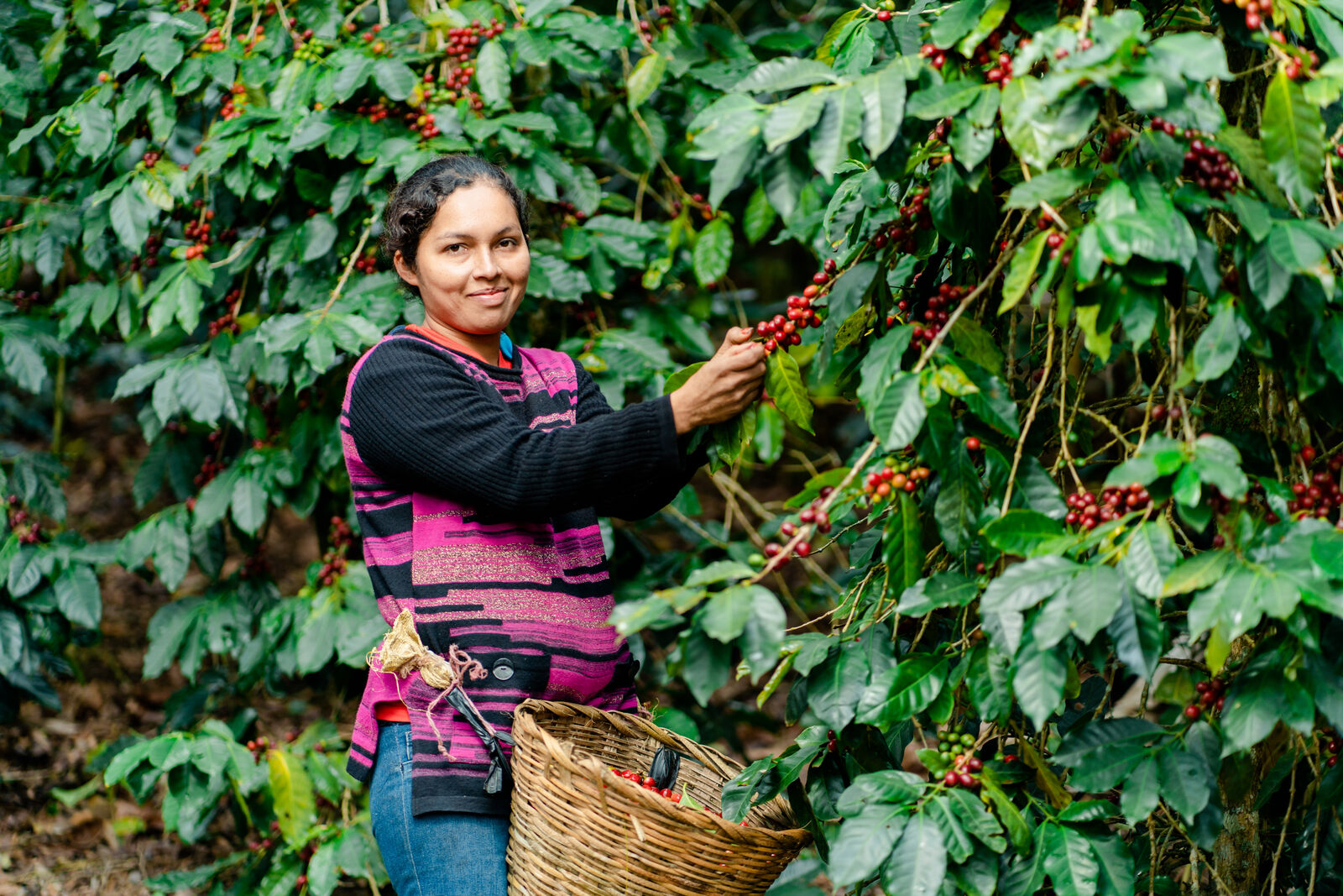 Honduran Flor de Copan SHG Fancy EP Green Coffee Beans from Mercon Specialty