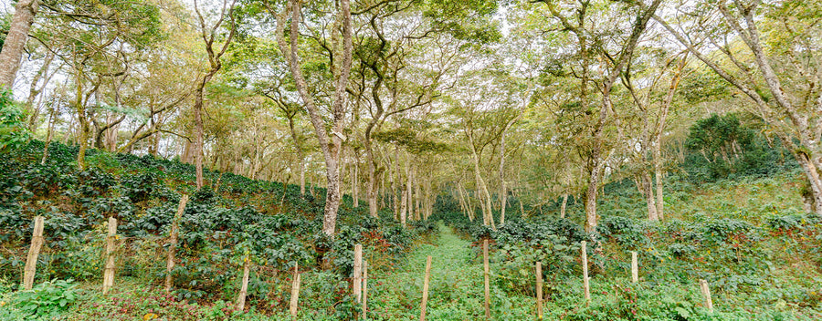 Honduras
