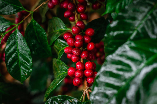 Finca La Laguna Washed ML