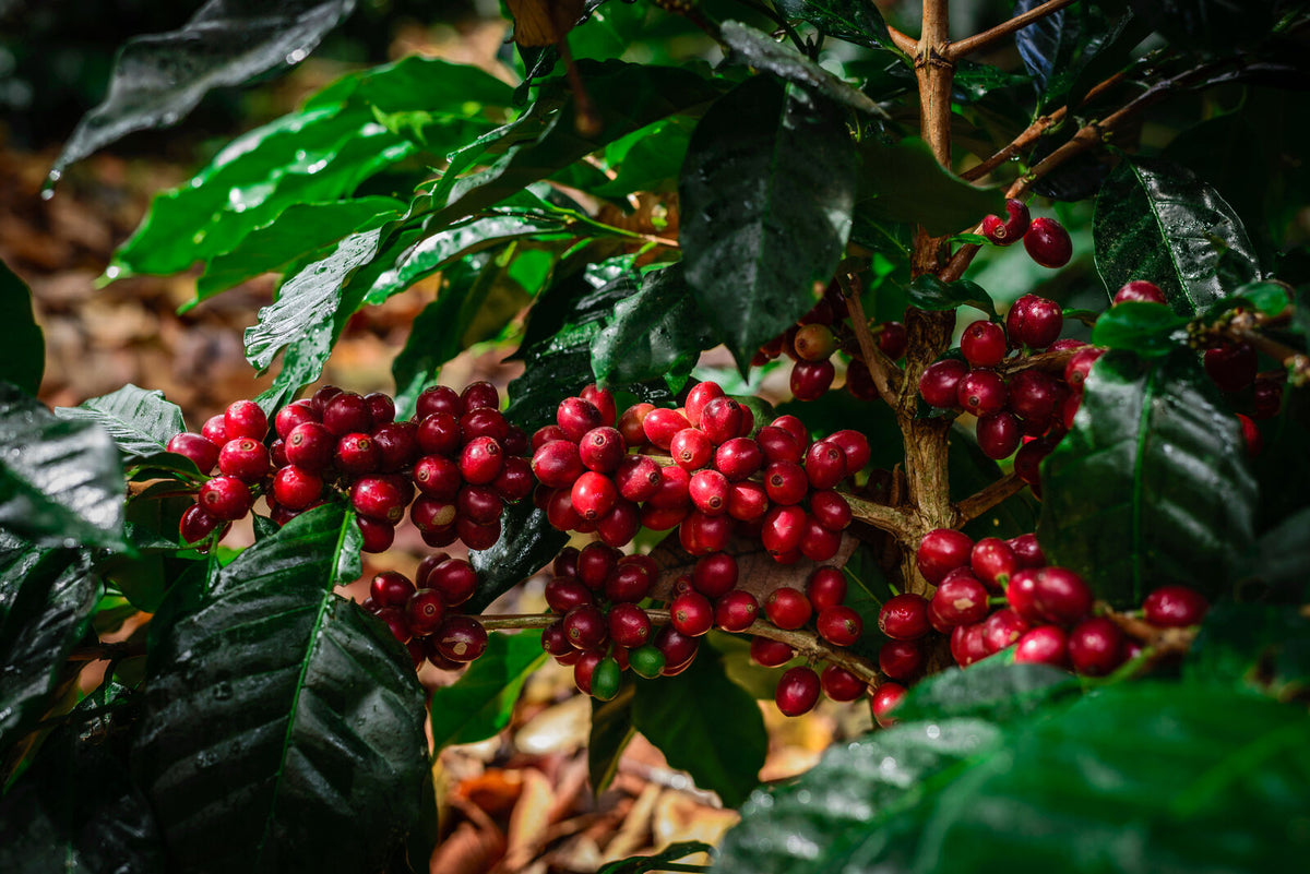 StoneX Specialty Coffee