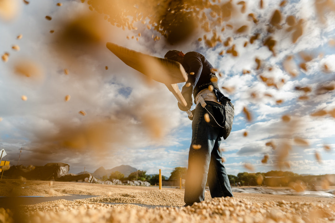 Indonesian Sumatra Lintong TP Green Coffee Beans StoneX Specialty Coffee