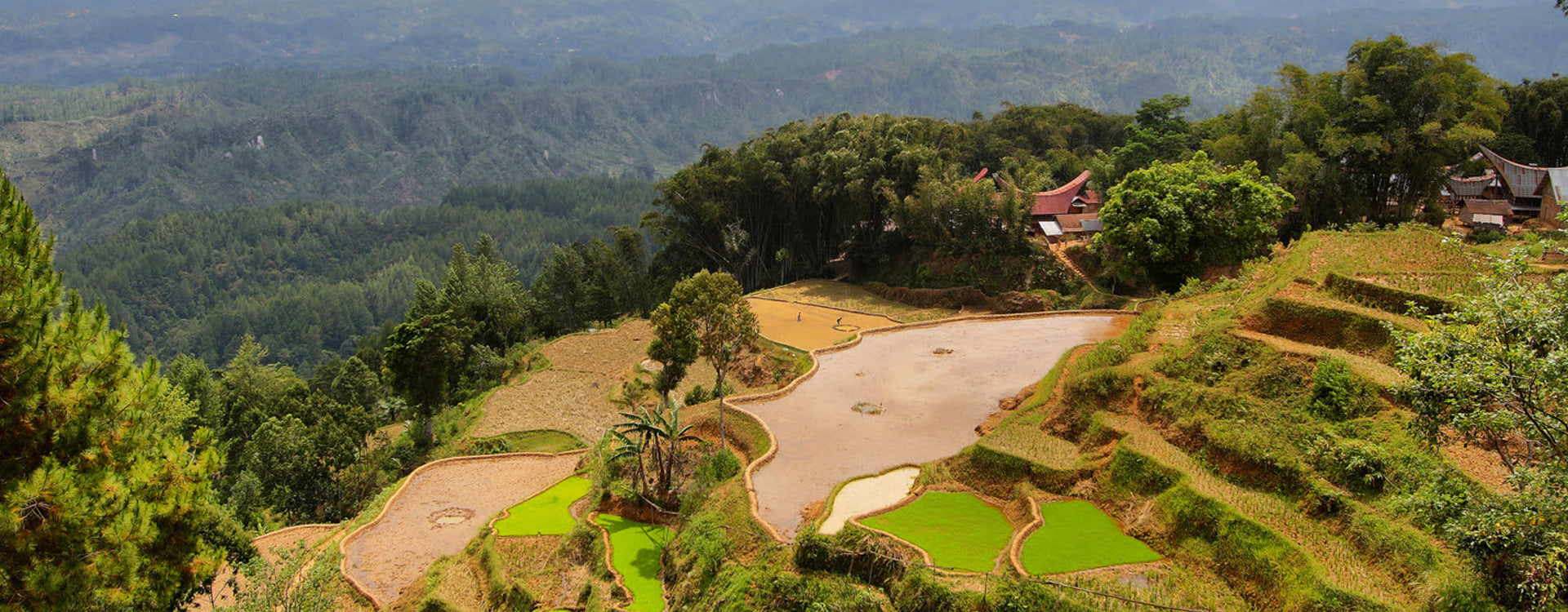 Indonesian Sumatra Lintong TP Green Coffee Beans from Mercon Specialty