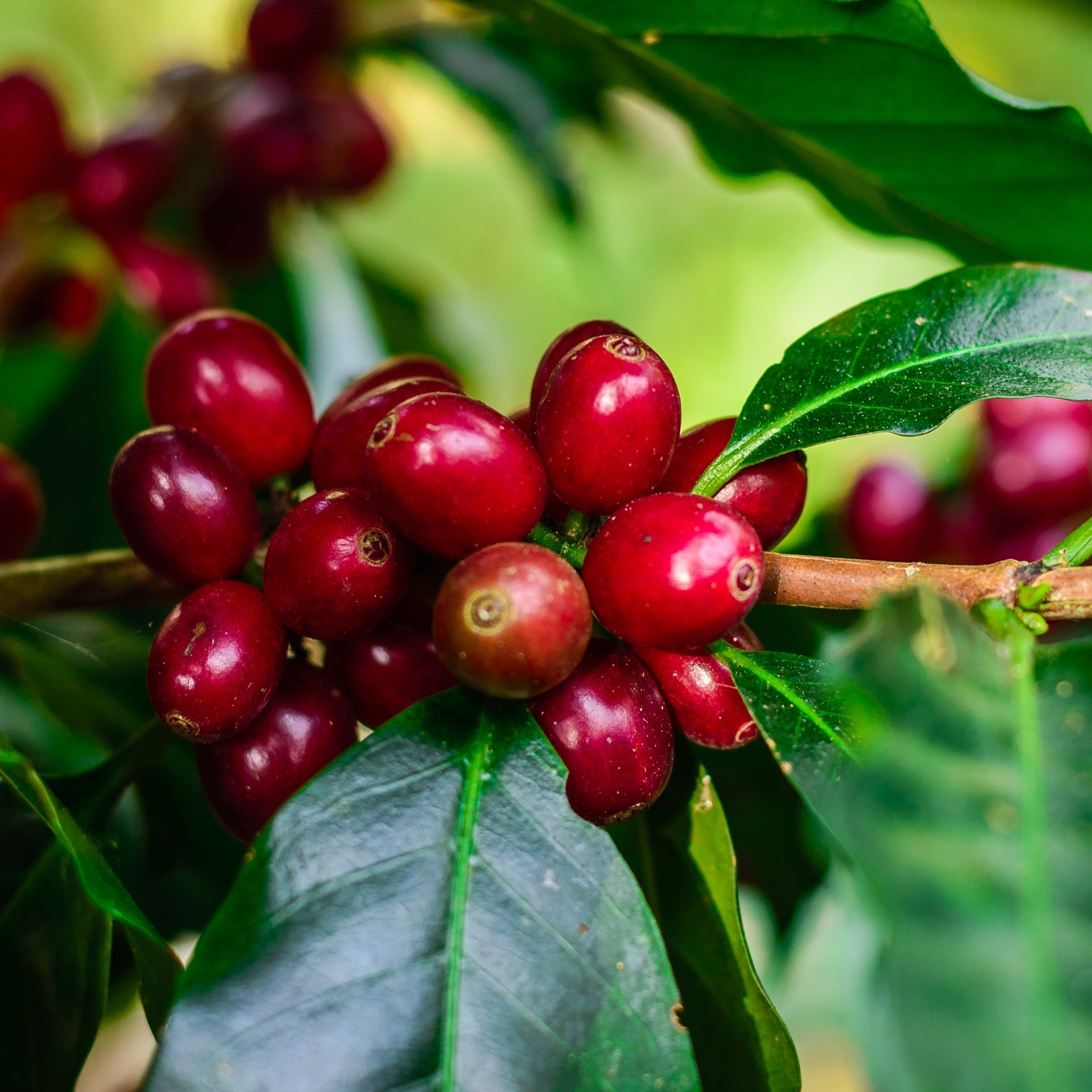 Indonesian Sumatra Mandheling Gr1 DP Green Coffee Beans from Mercon Specialty