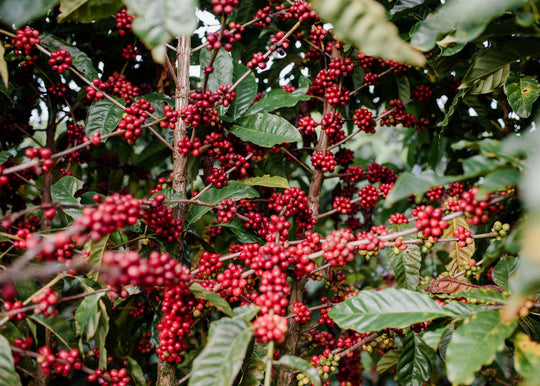 Muthaini Nyeri AB ML 30kg Box