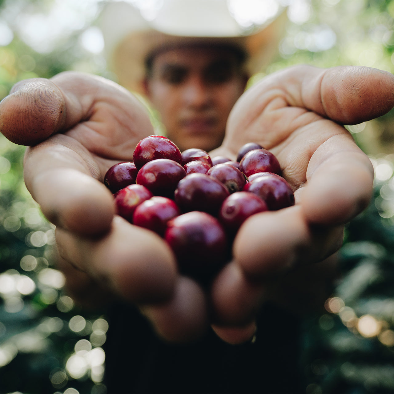 Mexican Chiapas Organic SHG EP Green Coffee Beans from Mercon Specialty