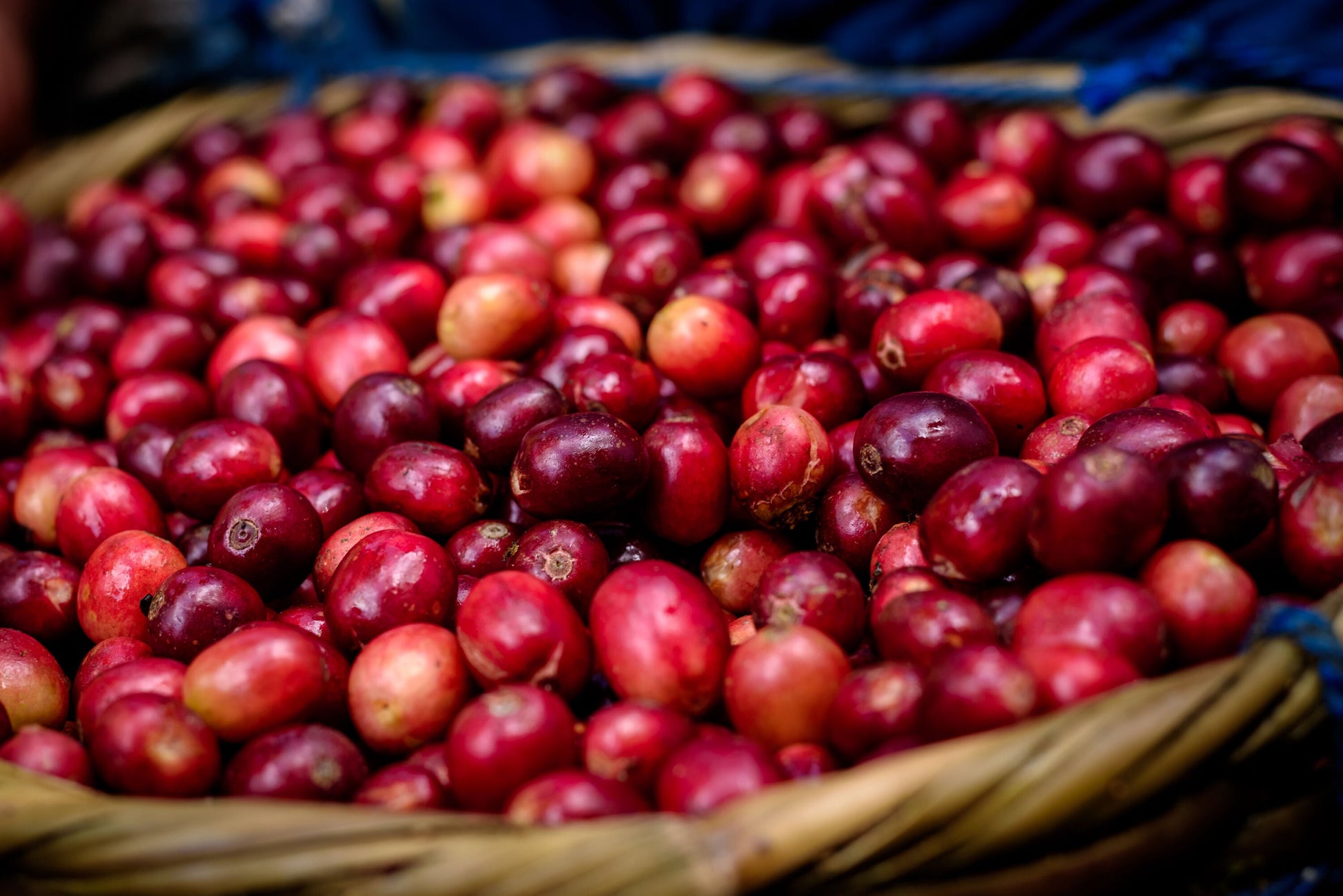 Mexico Chiapas SHG EP Specialty Green Coffee Beans from Mercon Specialty