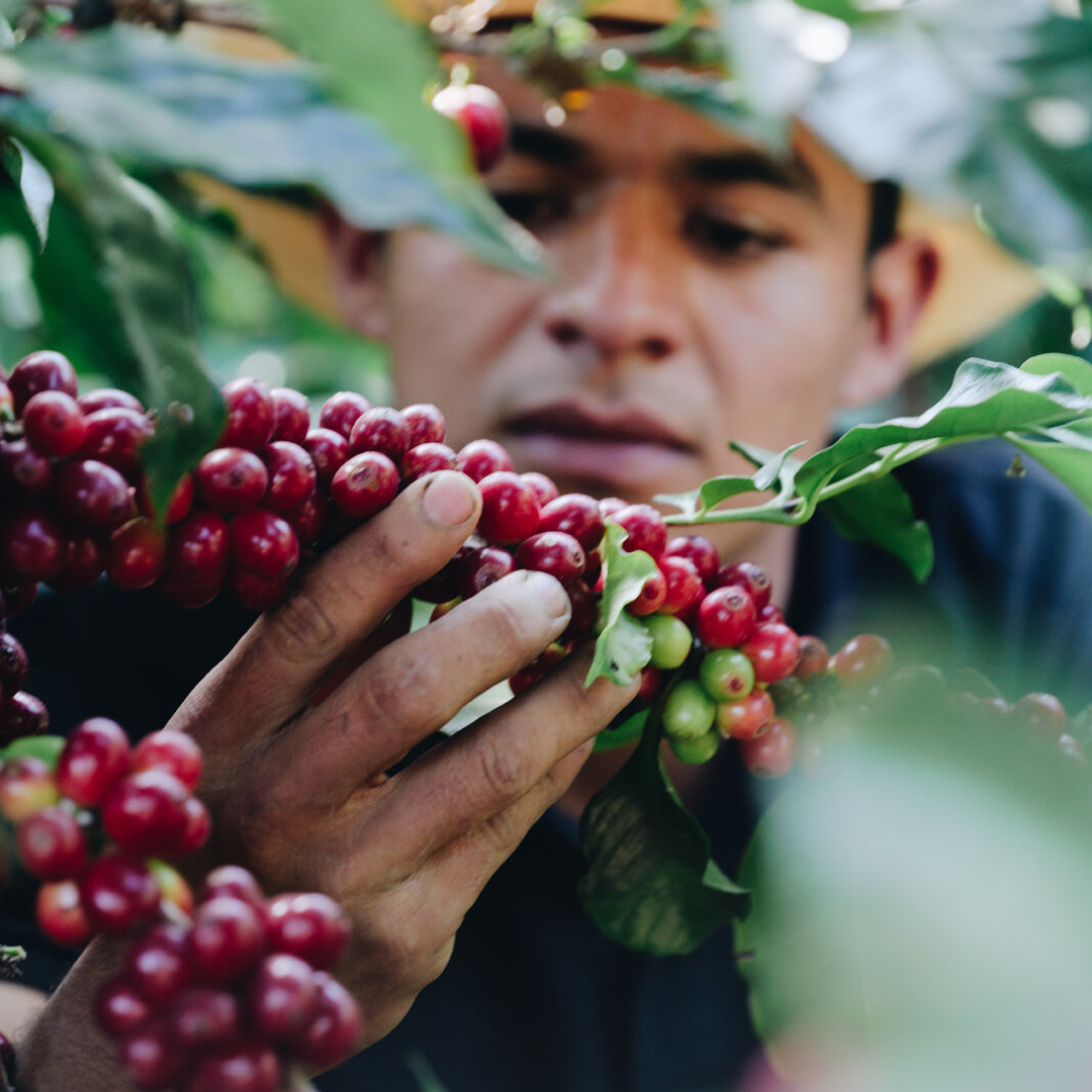 Mexico Chiapas SHG EP Specialty Green Coffee Beans from Mercon Specialty