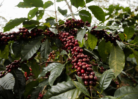 Veracruz La Laja Washed SHG EP