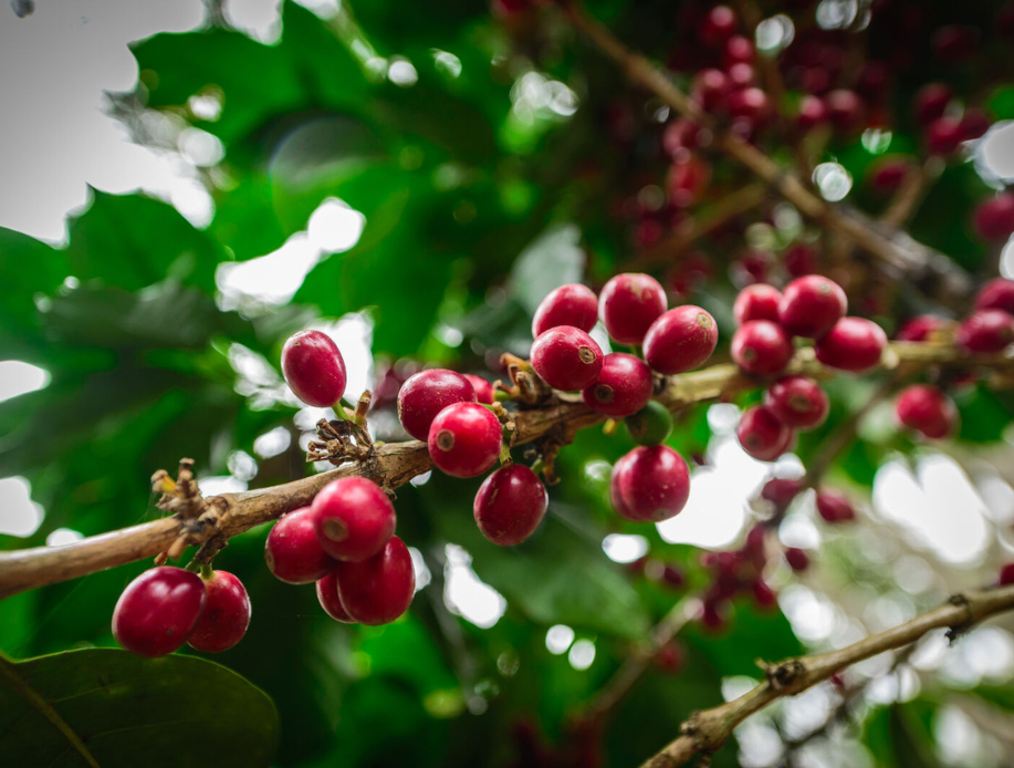 Nicaragua SHG EP Green Coffee Beans from Mercon Specialty