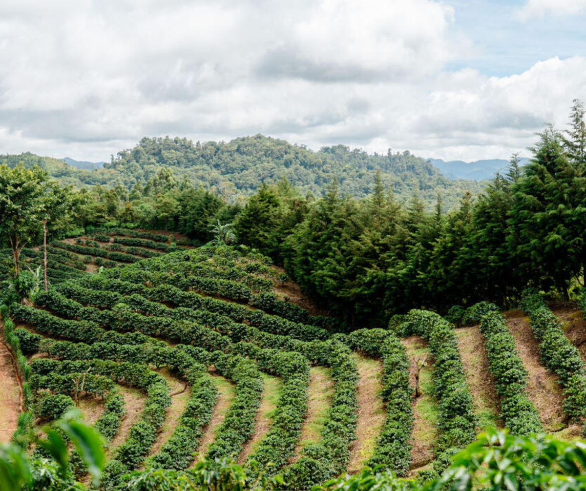 Winding rows of green plants in a lush, hilly landscape with trees and a cloudy sky.