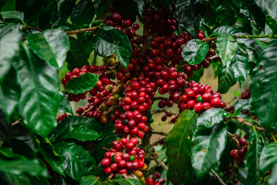 Nicaraguan Fairtrade Organic SHG EP Green Coffee Beans from Mercon Specialty