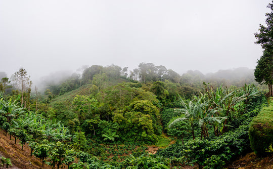 La Virgen Estate Pacamara ML