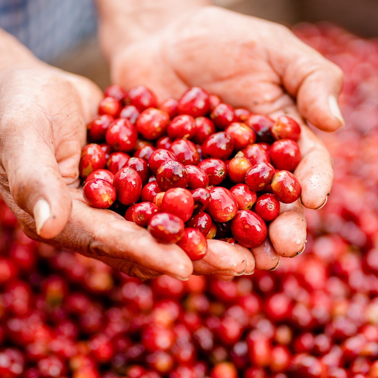 Nicaraguan Plumeria SHG LIFT Green Coffee Beans from Mercon Specialty