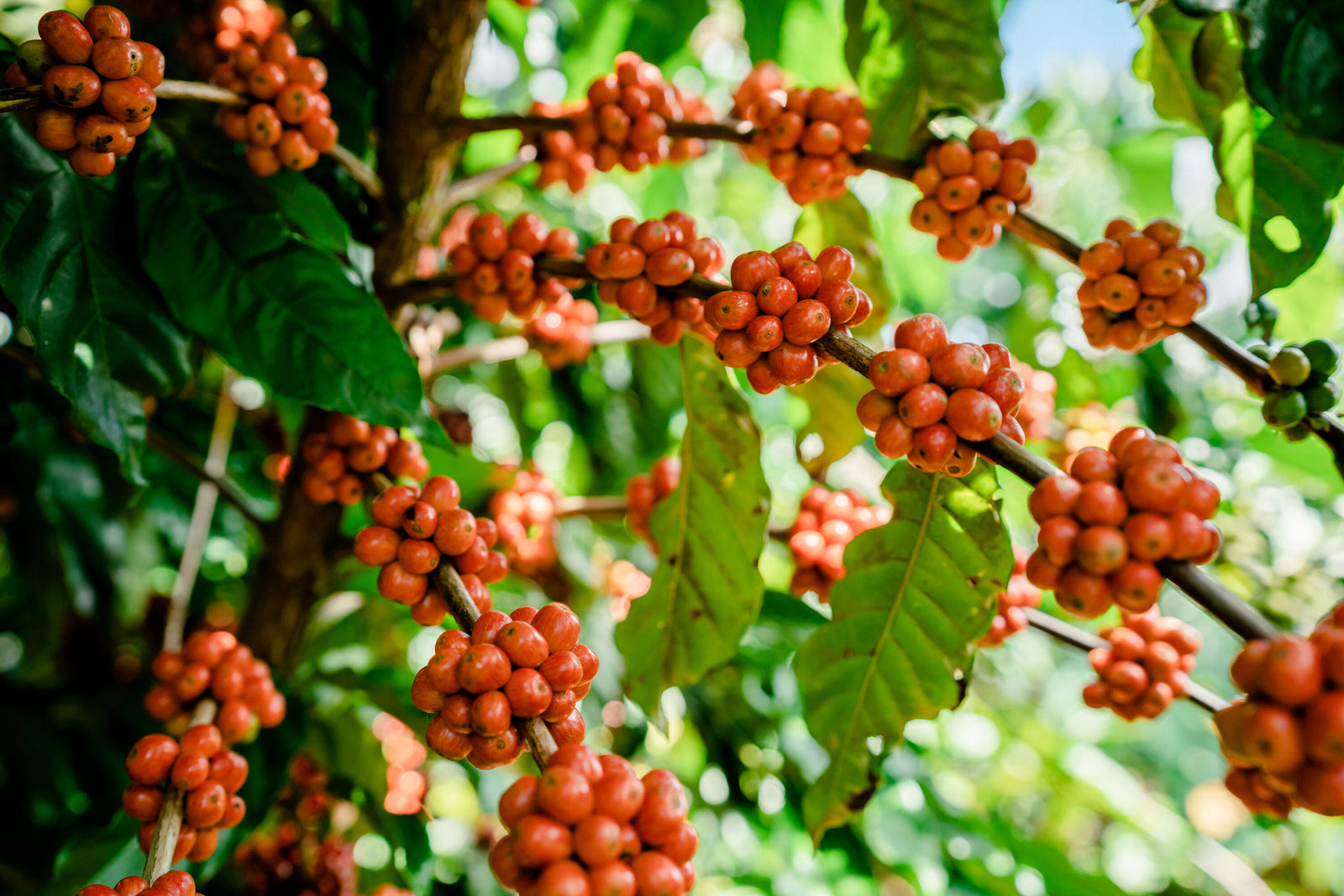 Nicaragua Green Coffee Beans | StoneX Specialty Coffee