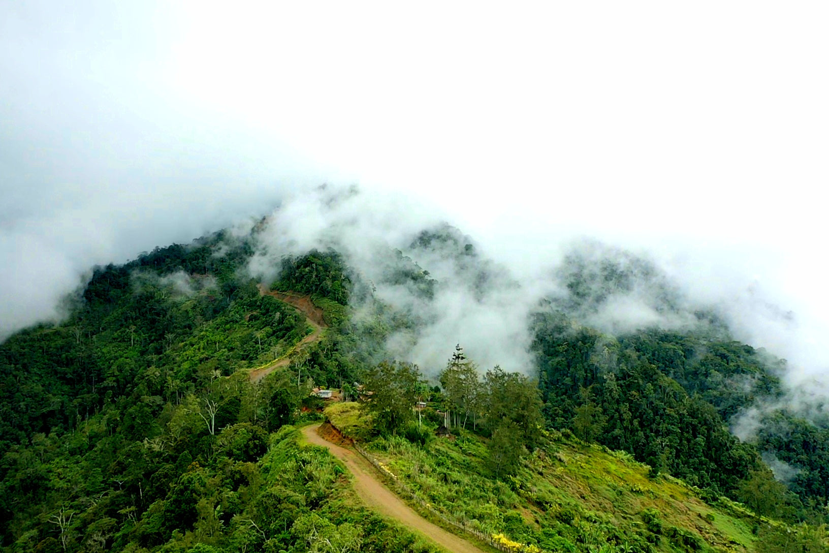 Papua New Guinean Virgin Mountain Gr A/X Green Coffee Beans from Mercon Specialty
