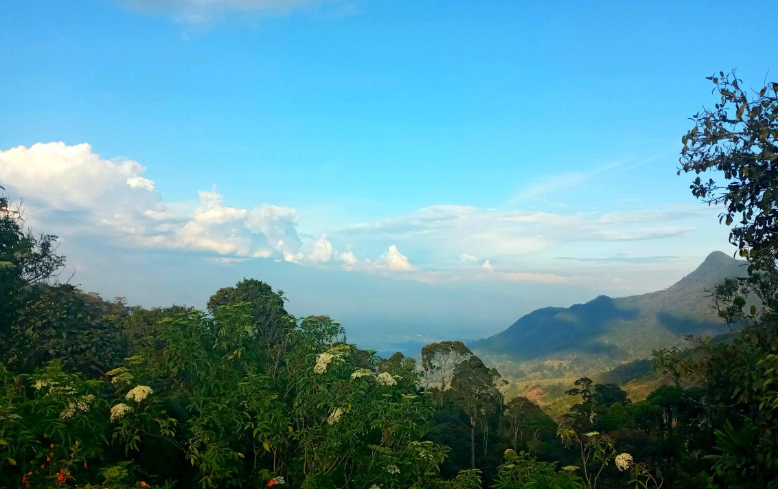 Papua New Guinean Virgin Mountain Gr A/X Green Coffee Beans from Mercon Specialty