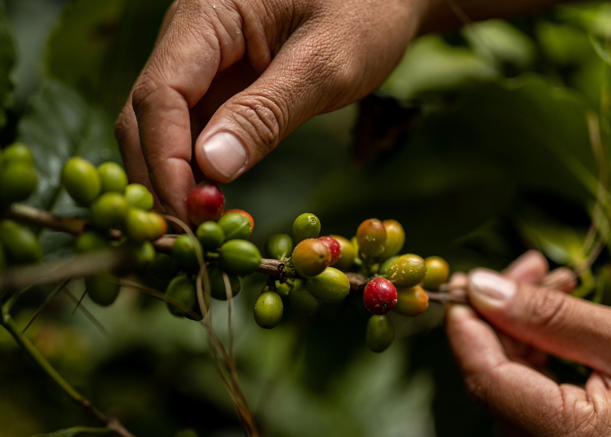 Peru Cerro Blanco Gr1 Organic Green Coffee Beans from StoneX Specialty Coffee