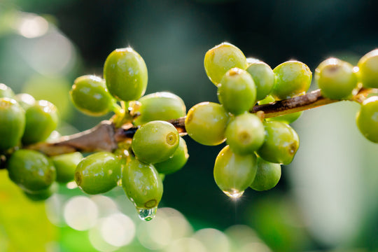 Grade 1 Washed Organic