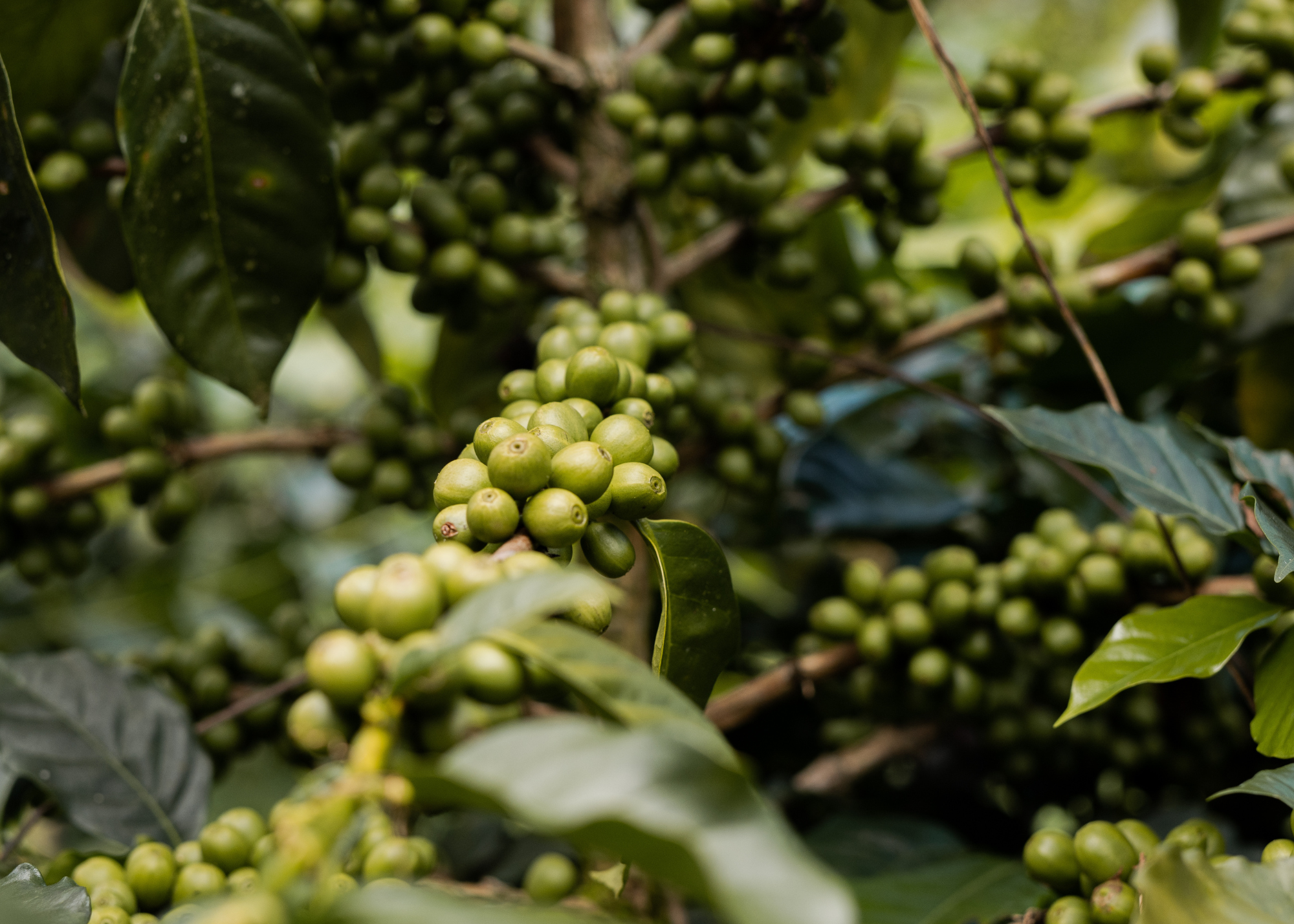 Peru Huellas Gr1 Washed Green Coffee Beans from StoneX Specialty Coffee