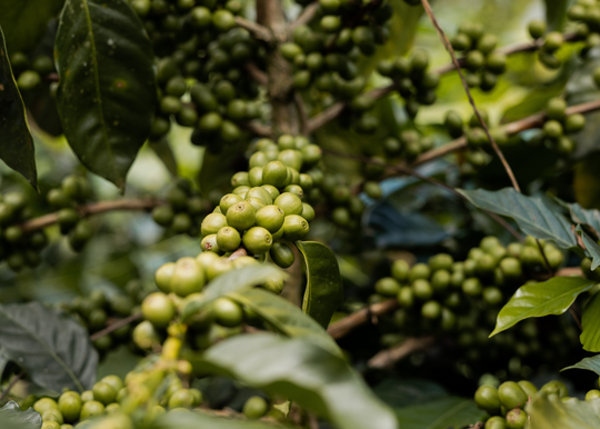 Grade 1 Washed Fairtrade Organic