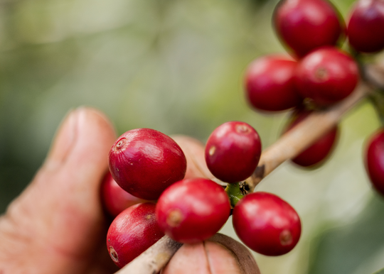 Grade 1 Washed Conventional