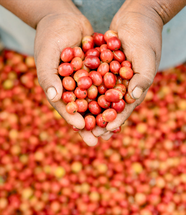 Peru Specialty Green Coffee Beans from Mercon Specialty