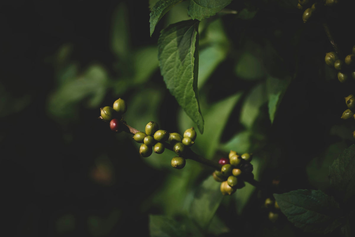 StoneX Specialty Coffee