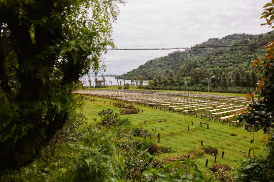 Abakundakawa Co-op Rusashi Fairtrade