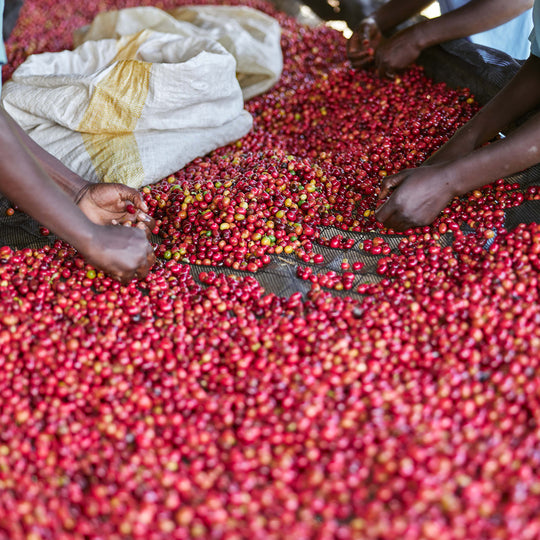 Akagera Coffee Project