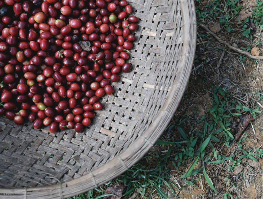 Vietnam Da Lat Carbonic Maceration LIFT Green Coffee Beans from Mercon Specialty