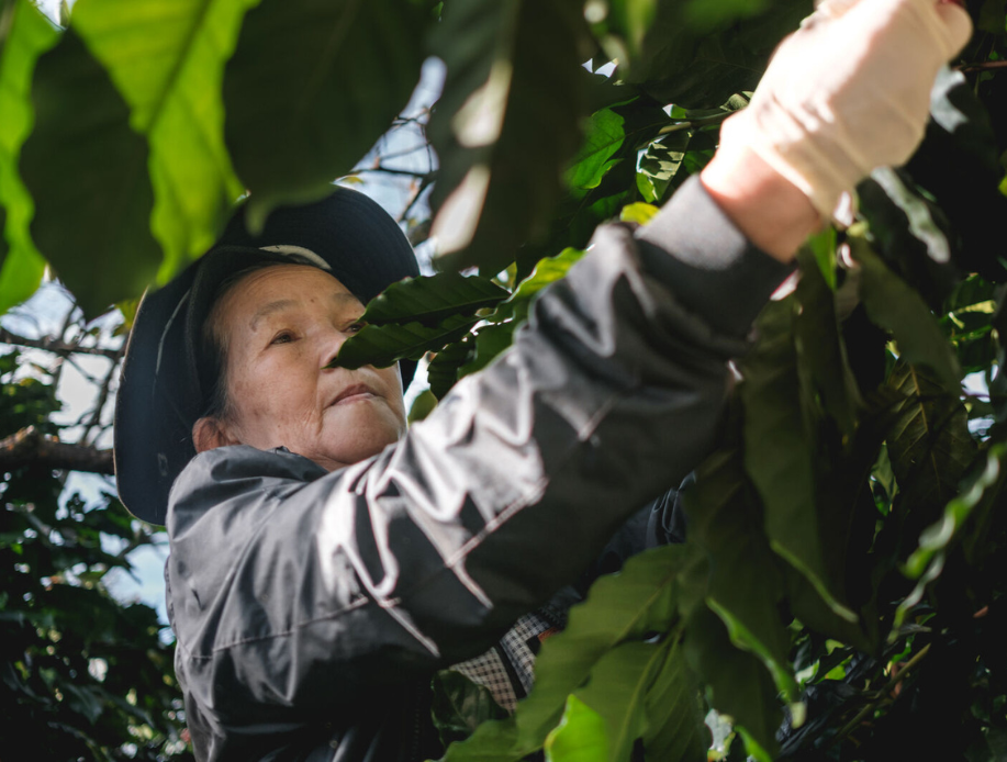 Vietnam Robusta Washed Gr1 Green Coffee Beans from Mercon Specialty