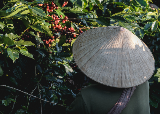 Son La Washed SHG RFA