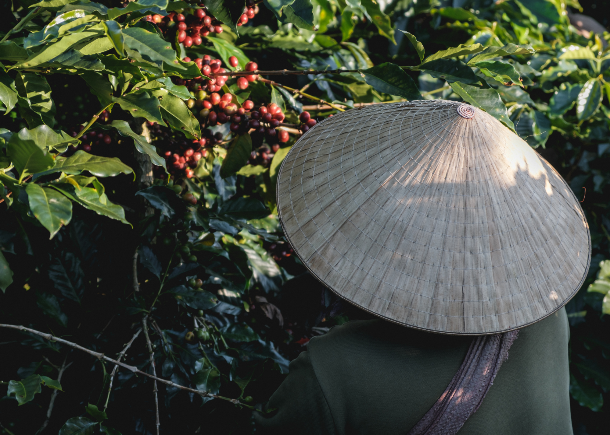 Vietnam Son La Washed SHG Green Coffee Beans from StoneX Specialty Coffee
