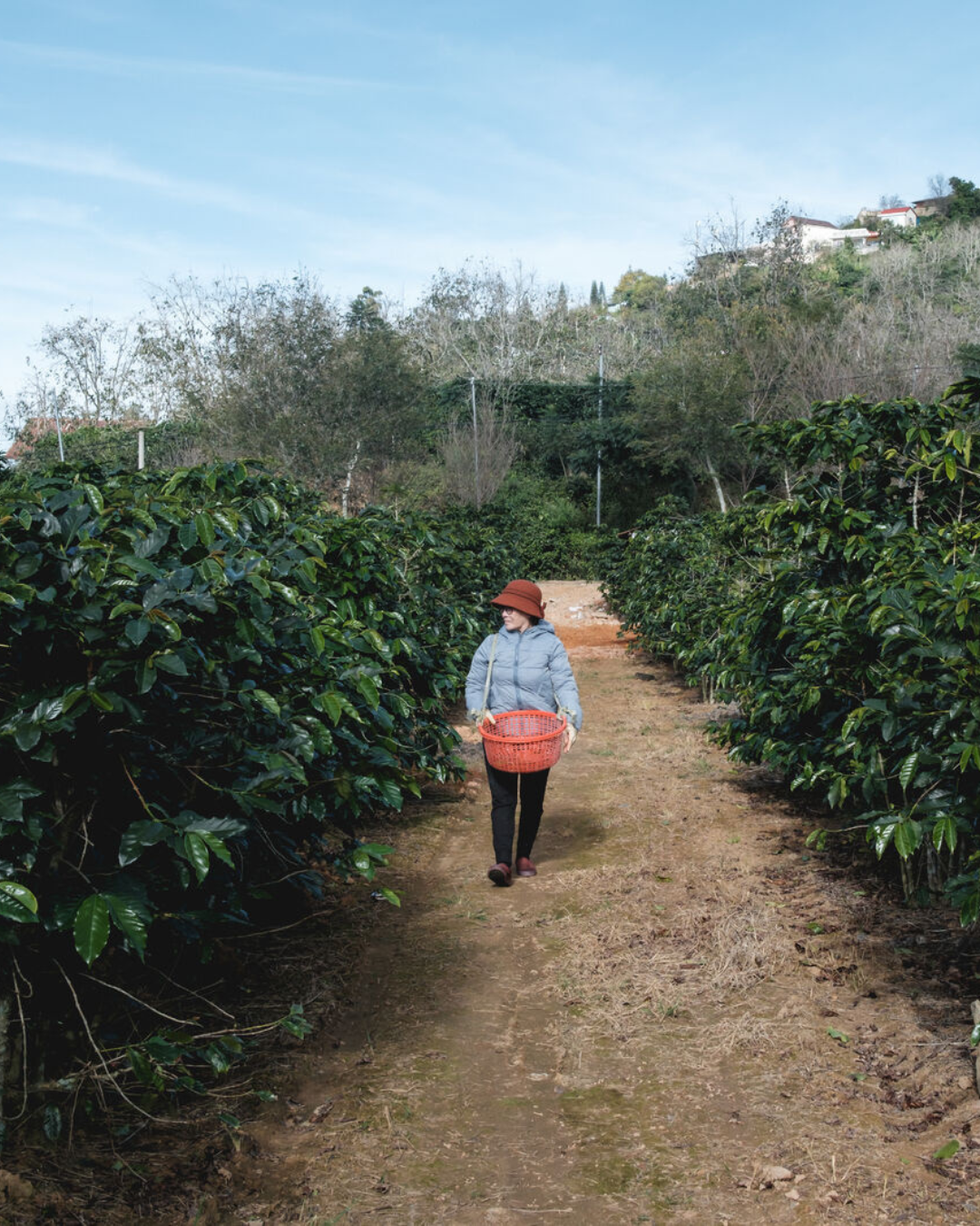 Da Lat SHG Arabica Honey Process