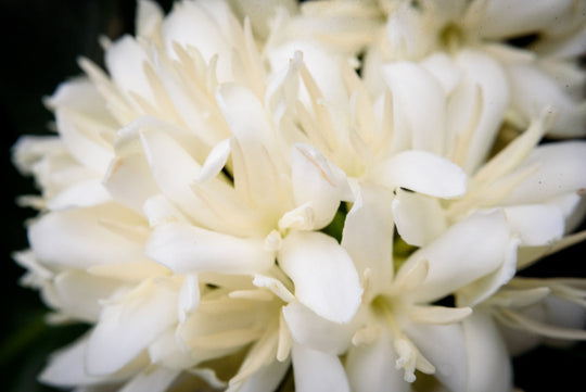 Son La Arabica Honey Process ML