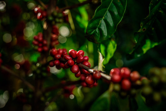 Da Lat SHG Robusta Honey Process